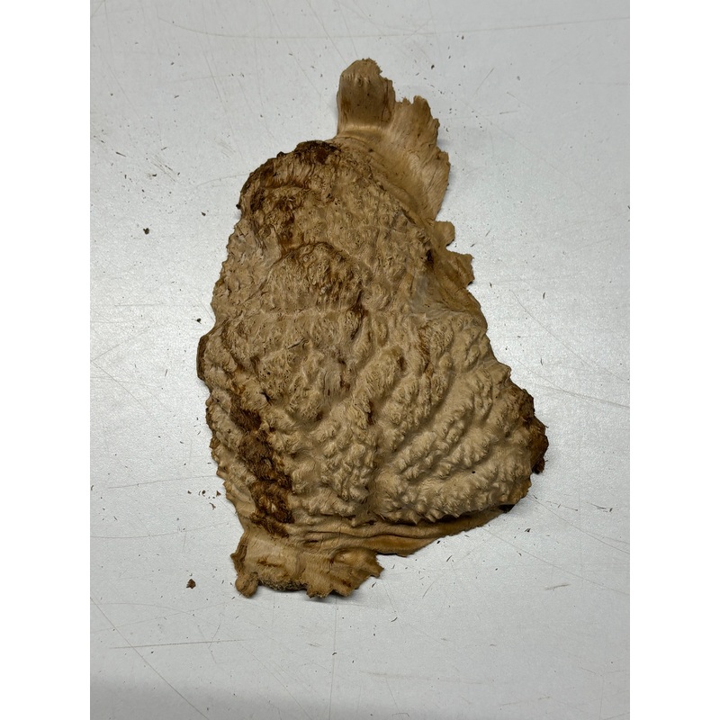 Brown Mallee Burl Cap 7" x 5" x 3" 1.4 Lbs #6320