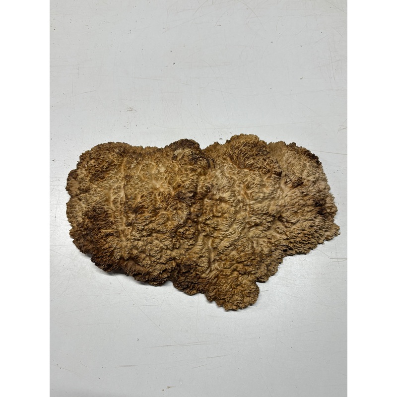 Brown Mallee Burl Blank 15" x 9" x 3" 7.2 Lbs #7139