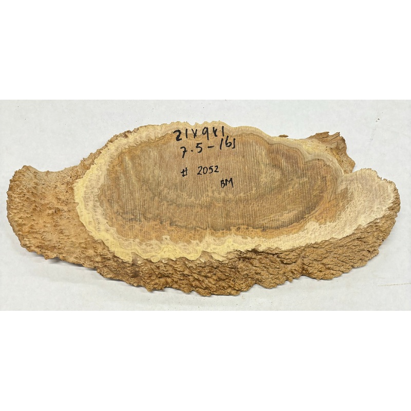 Brown Mallee Burl Slice 21" x 9" x 1" 7.5 Lbs | #2052