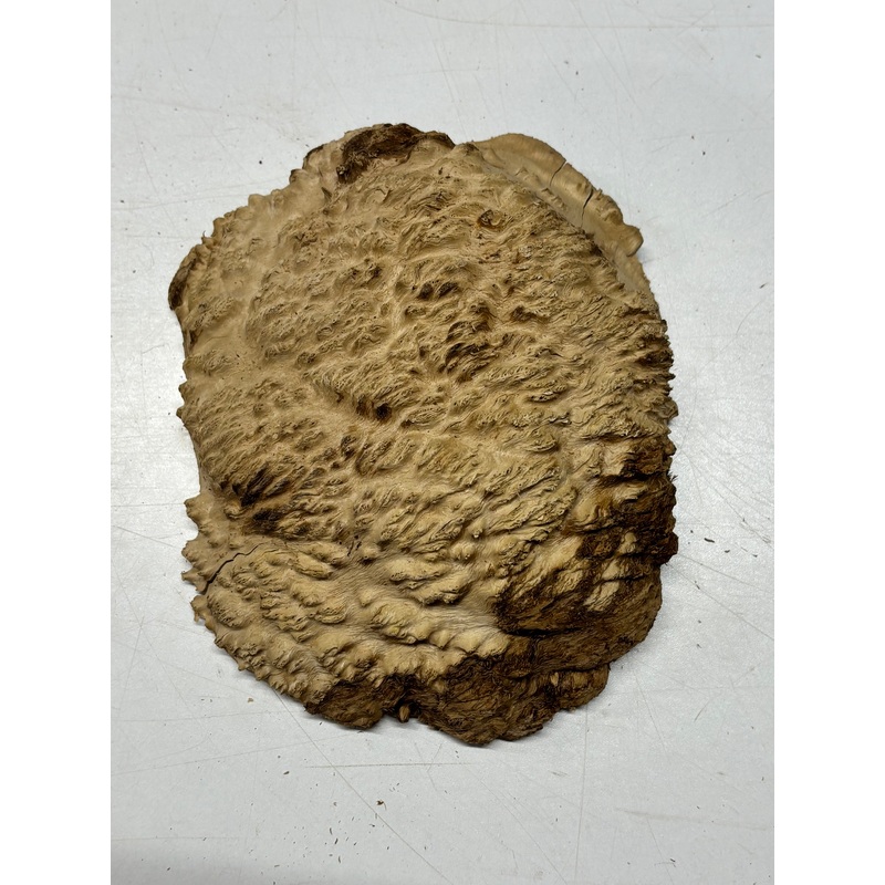 Brown Mallee Burl Cap 8" x 7" x 3" 2.5 Lbs #6184