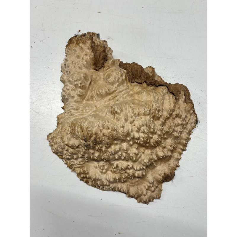 Brown Mallee Burl Blank 14" x 12" x 2.5" 7.2 Lbs #7141
