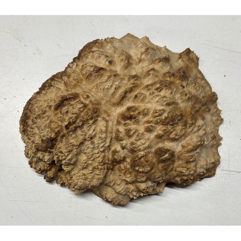 Brown Mallee Burl Cap 10" x 8" x 3" 4.7 Lbs #6065