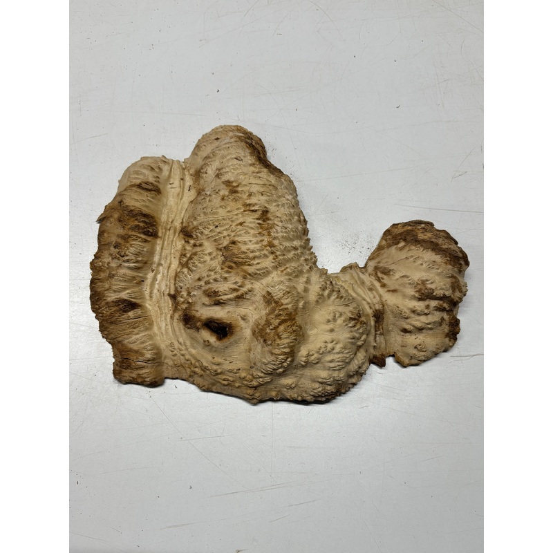 Brown Mallee Burl Cap 15" x 10" x 3" 5.4 Lbs #7072