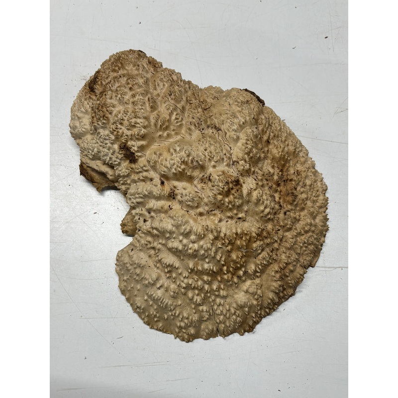 Brown Mallee Burl Cap 13" x 11" x 3" 9.4 Lbs #7080