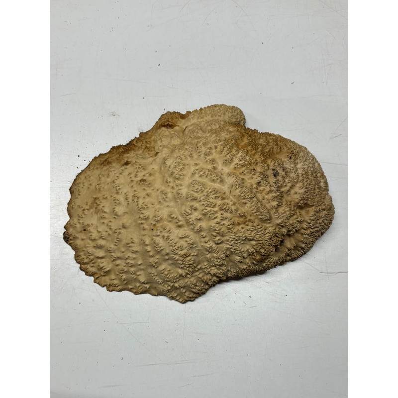 Brown Mallee Burl Cap 13" x 9.5" x 2.5" 8.6 Lbs #7068