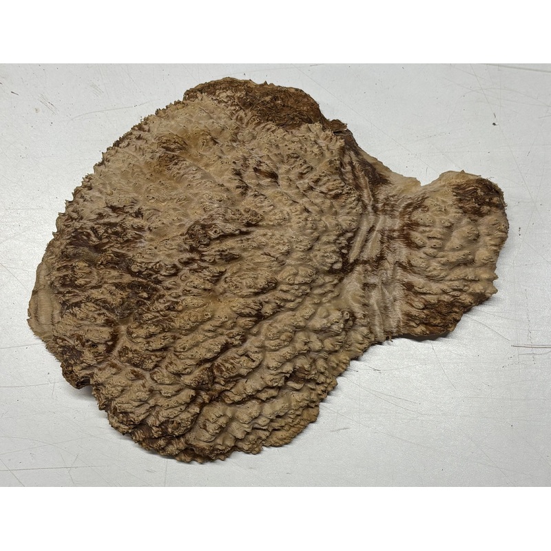 Brown Mallee Burl Cap 10" x 8" x 1.5" 2.3 Lbs #6017