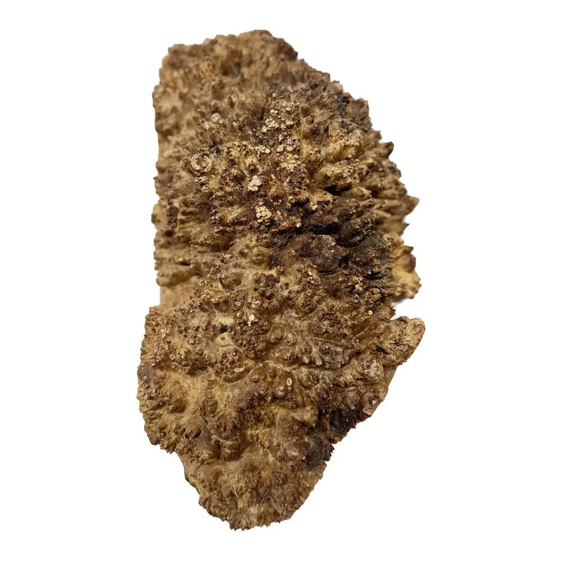 Chechen Burl Cap 20x10x3 inches, 12 Lbs | #694