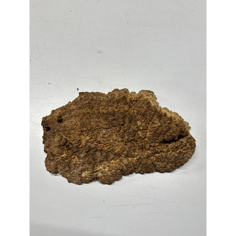 Brown Mallee Burl Cap 12" x 8" x 3" 4.9 Lbs #6336