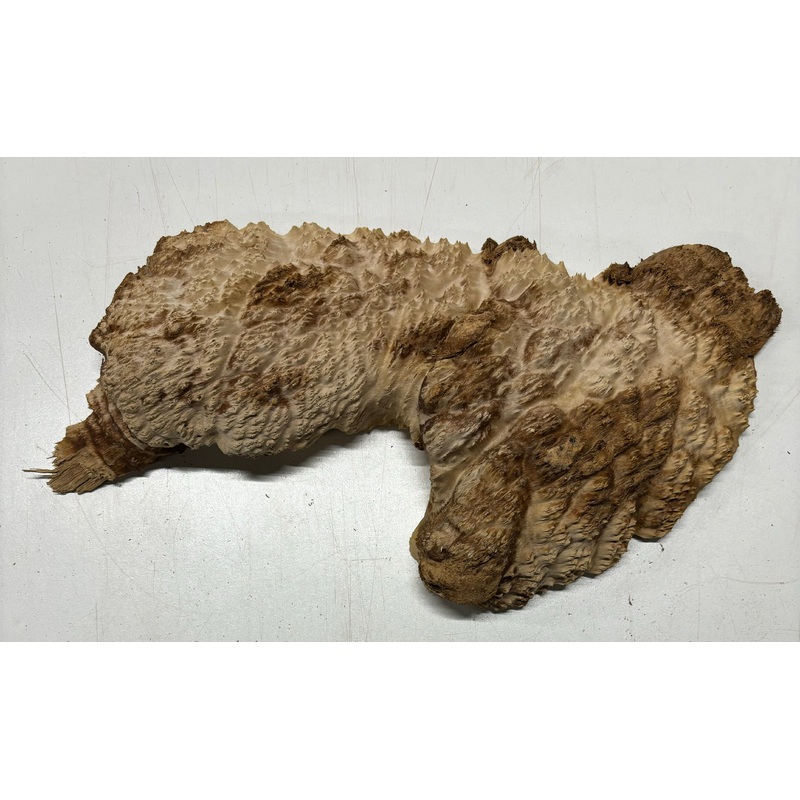 Brown Mallee Burl Cap 13" x 5" x 2" 4.2 Lbs | #5028