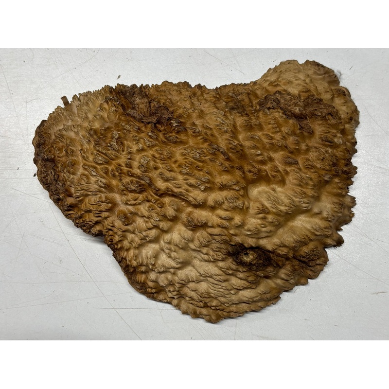 Brown Mallee Burl Cap 8" x 6" x 1.5" 2 Lbs #6052