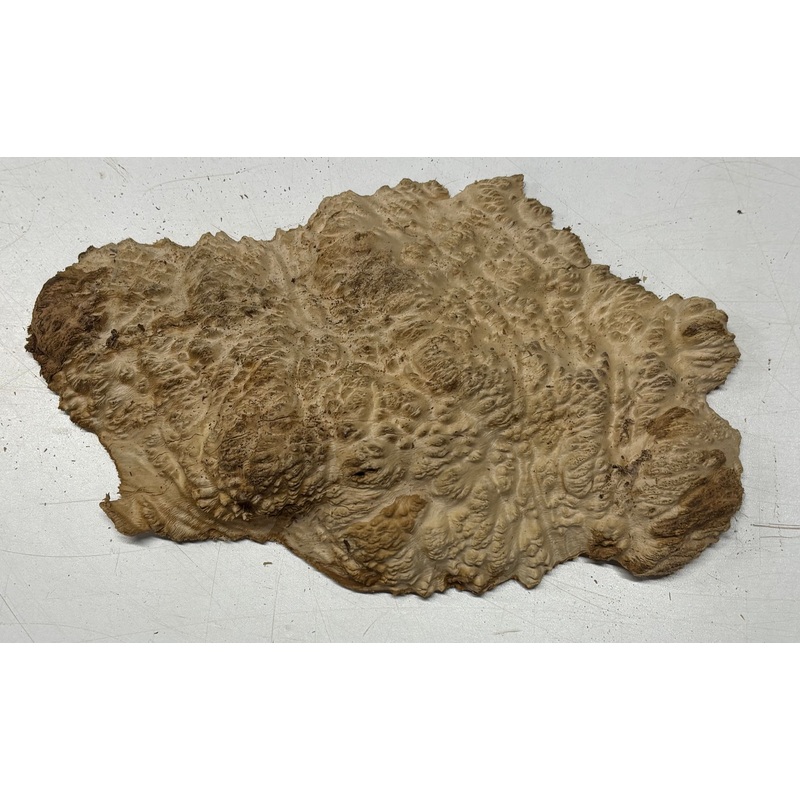 Brown Mallee Burl Cap 10" x 5" x 1" 1.7 Lbs #6034