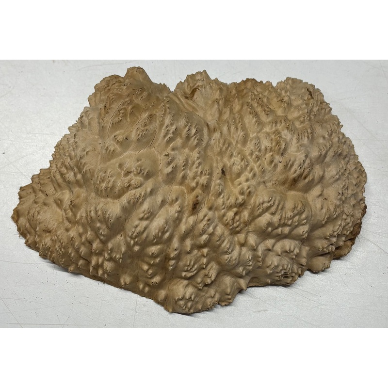 Brown Mallee Burl Cap 9" x 6" x 2" 3.4 Lbs #6031