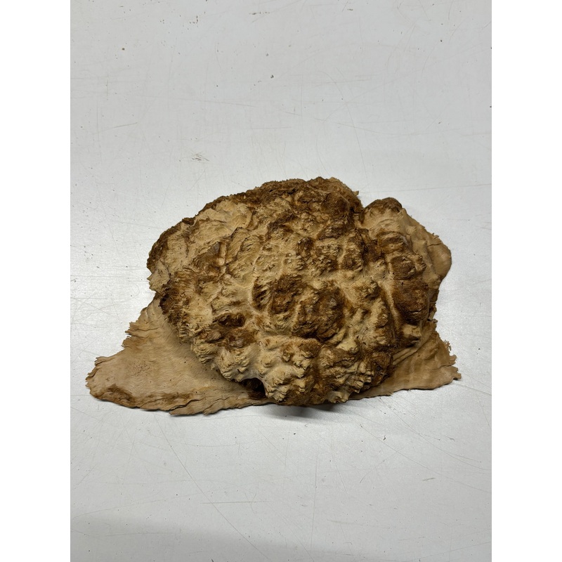 Brown Mallee Burl Cap 10" x 8" x 3" 5 Lbs #6323