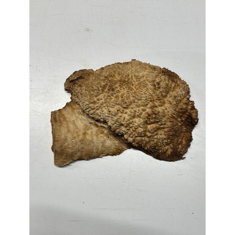 Brown Mallee Burl Cap 10" x 6" x 2" 3.9 Lbs #6244