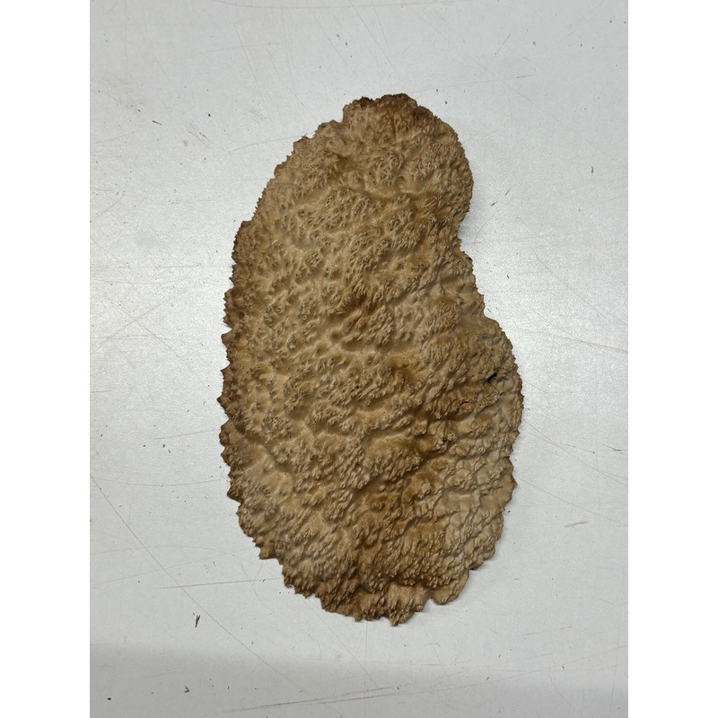 Brown Mallee Burl Cap 8" x 5" x 1.5" 1.5 Lbs #6177