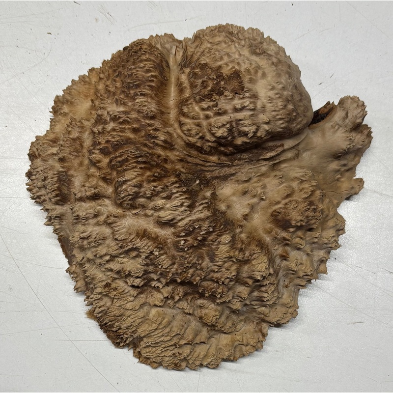 Brown Mallee Burl Cap 8" x 8" x 2" 2.8 Lbs #6067