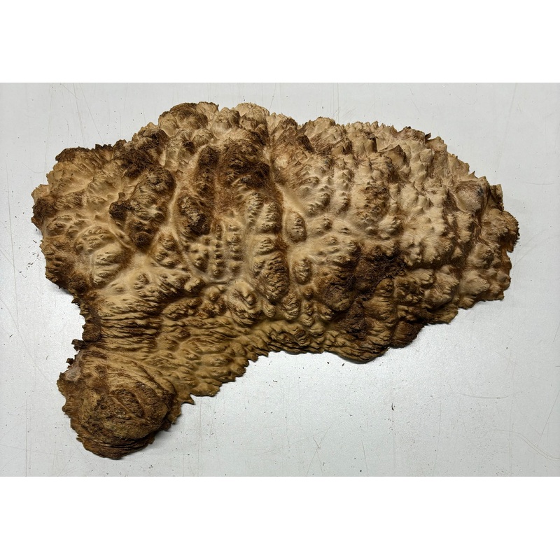 Brown Mallee Burl Cap 14" x 7" x 2-1/2" 6.4 Lbs | #5018