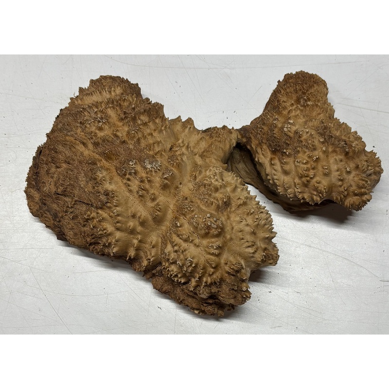 Brown Mallee Burl Cap 12" x 6.5" x 2" 4.6 Lbs #6016