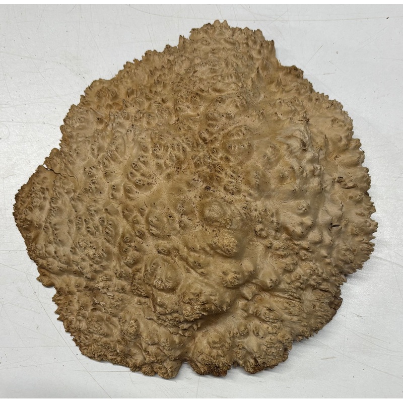Brown Mallee Burl Cap 10" x 9" x 2" 4.1 Lbs #6063
