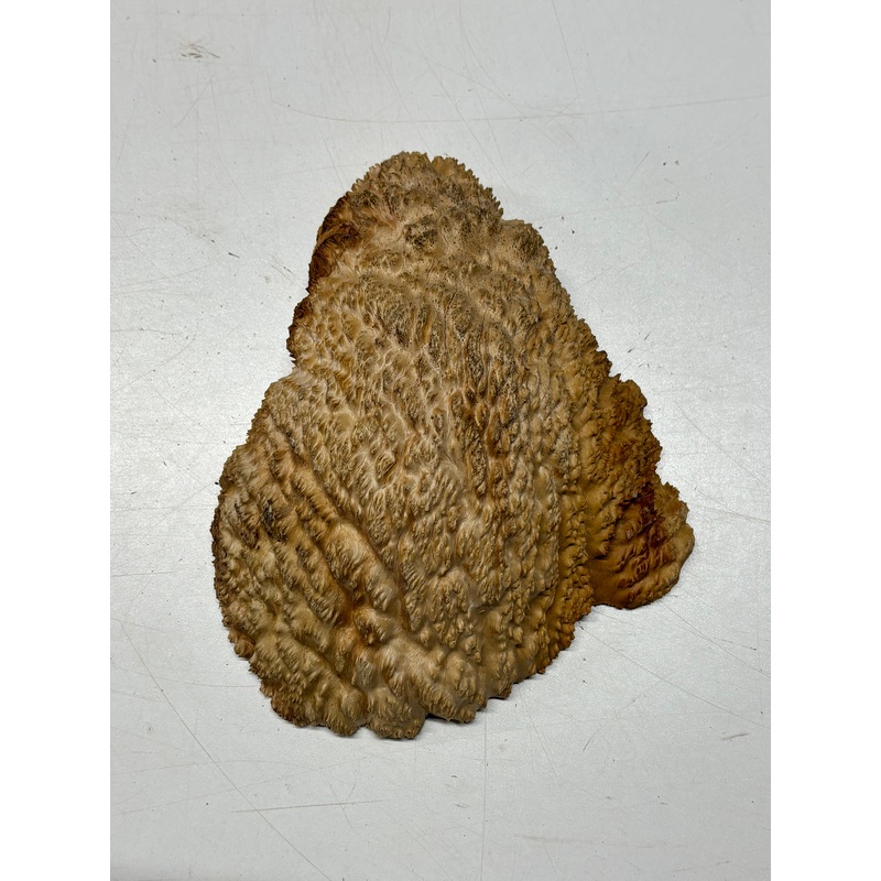 Brown Mallee Burl Cap 8" x 6.5" x 2" 2.4 Lbs #6310
