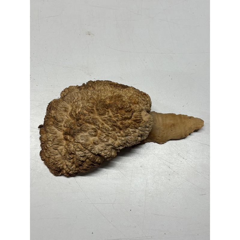 Brown Mallee Burl Cap 7" x 5" x 3" 2.2 Lbs #6173