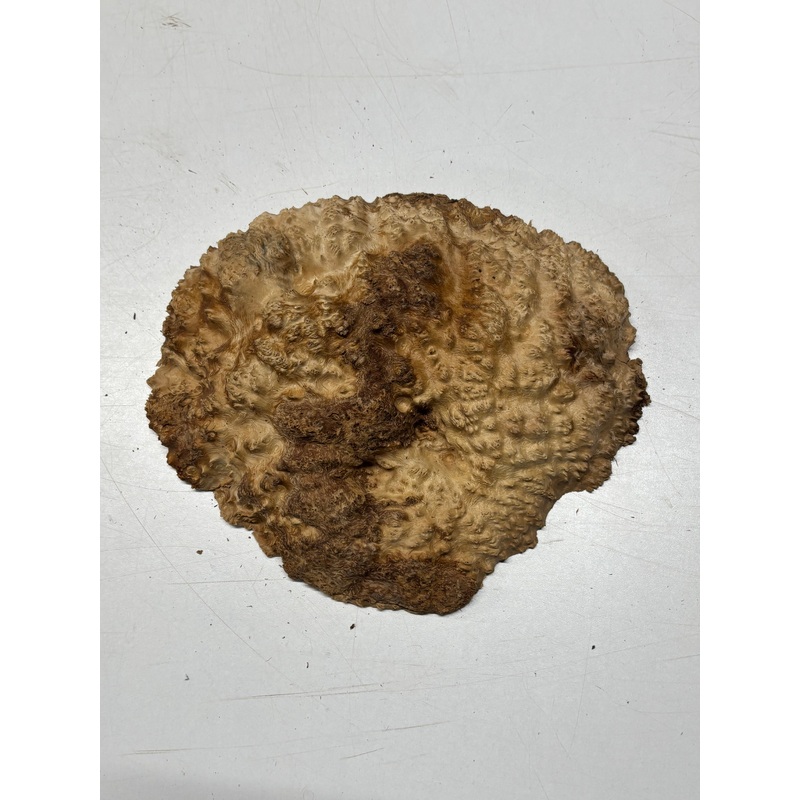 Brown Mallee Burl Cap 9" x 7" x 1.5" 2.5 Lbs #6293