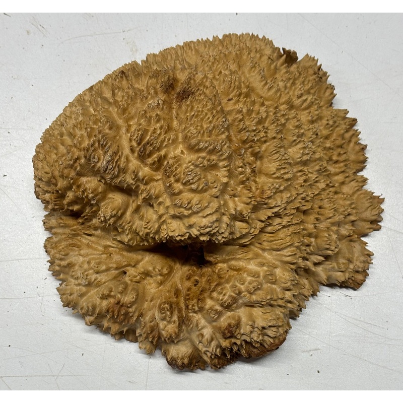 Brown Mallee Burl Cap 6" x 6" x 2" 2.6 Lbs #6001