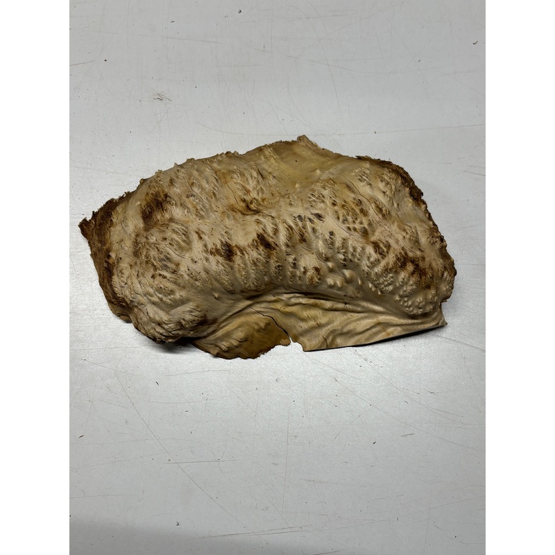 Brown Mallee Burl Cap 11" x 7" x 3" 3.7 Lbs #6400