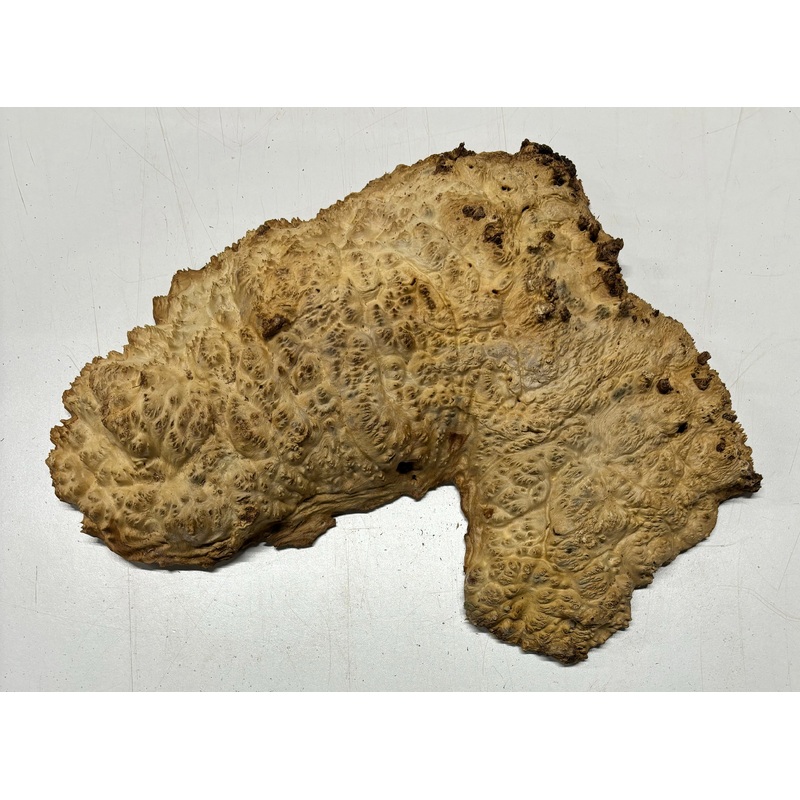 Brown Mallee Burl Cap 14" x 7" x 2-1/2" 9 Lbs | #5039