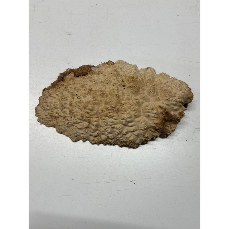 Brown Mallee Burl Cap 13" x 8" x 2" 4.7 Lbs #6376