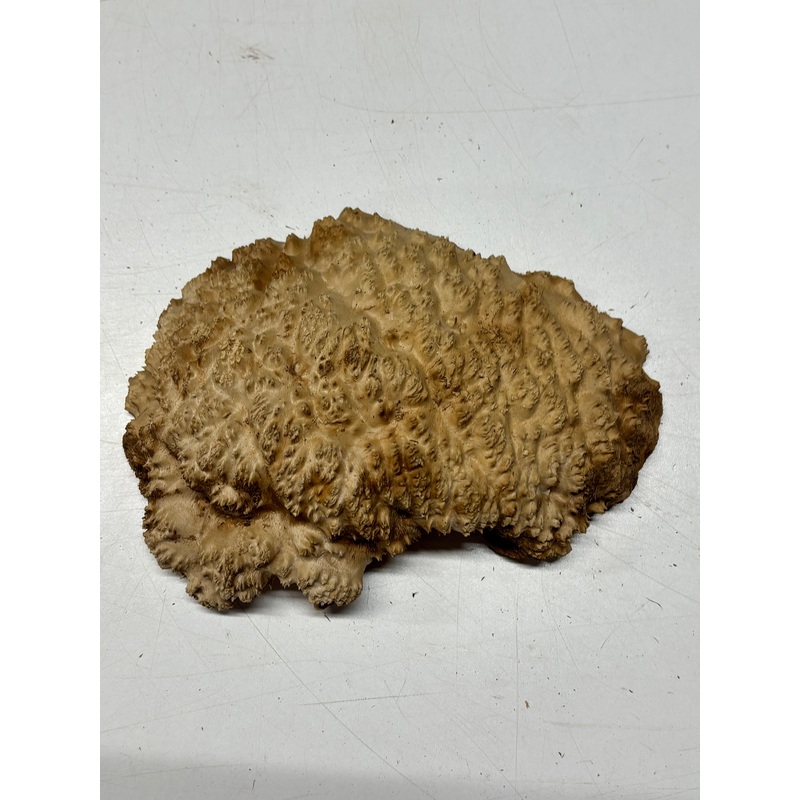 Brown Mallee Burl Cap 9" x 6" x 3" 2.5 Lbs #6129