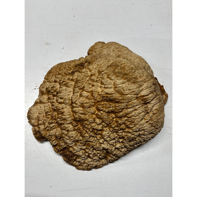 Brown Mallee Burl Cap 12.5" x 10" x 4" 9.2 Lbs #7049