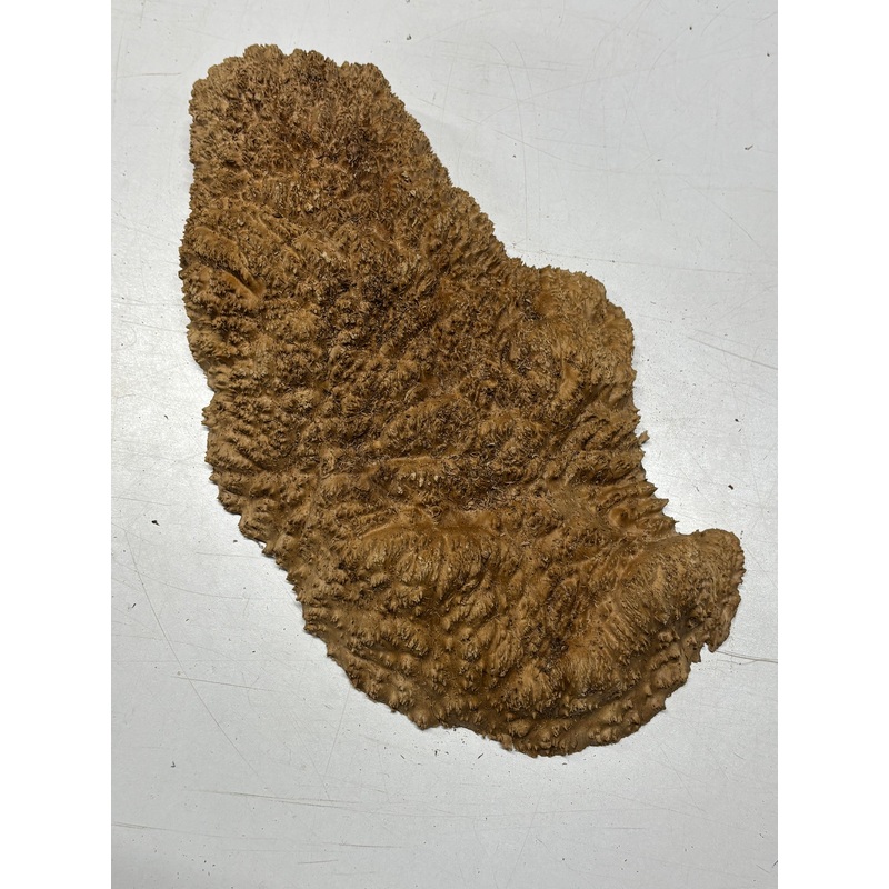 Brown Mallee Burl Cap 16" x 9" x 3" 7 Lbs #7013
