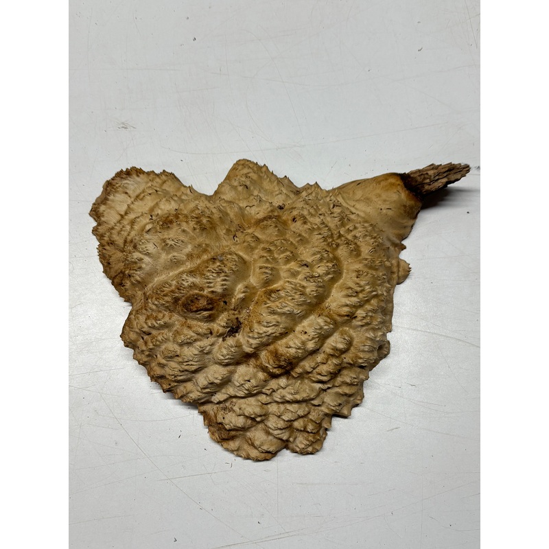 Brown Mallee Burl Cap 8" x 8" x 2" 4.1 Lbs #6094