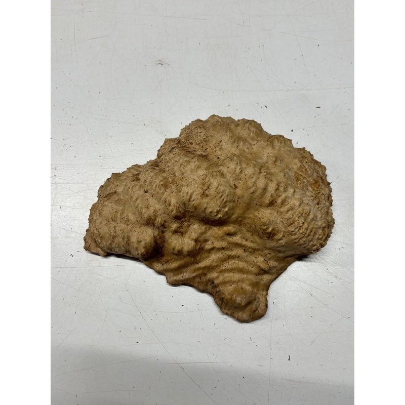 Brown Mallee Burl Cap 9" x 7" x 3" 2.1 Lbs #6155