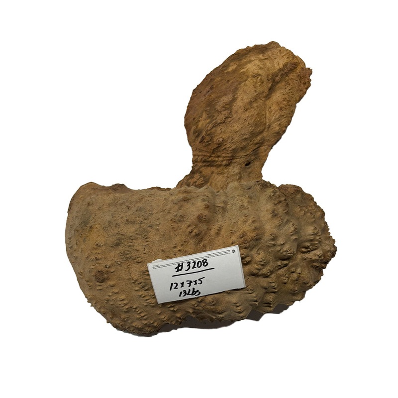 Australian Red Mallee Cap 12" x 7" x 5" 13 Lbs | #3208