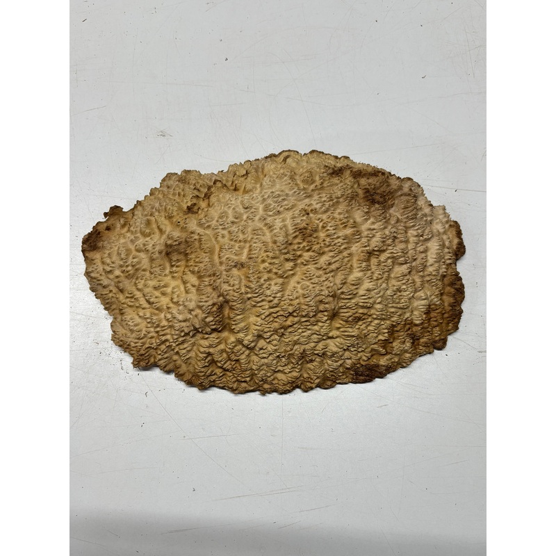 Brown Mallee Burl Blank 14" x 9" x 2" 5.8 Lbs #7137