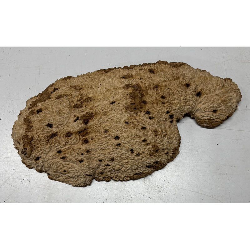 Brown Mallee Burl Blank 19" x 9.5" x 2" 8 Lbs #7150