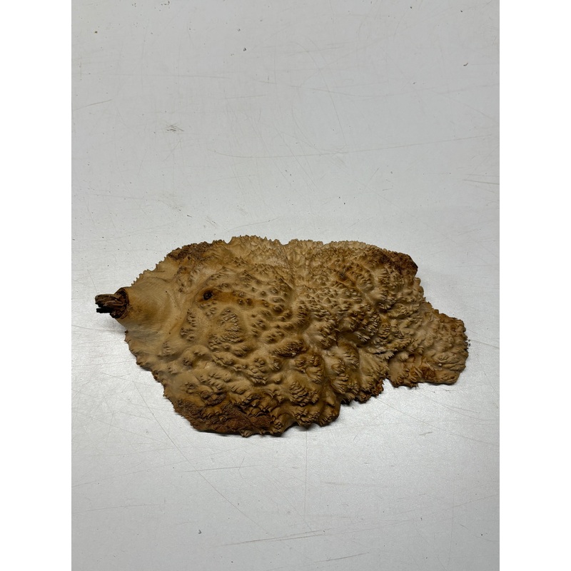 Brown Mallee Burl Cap 11" x 6" x 3" 2.8 Lbs #6324