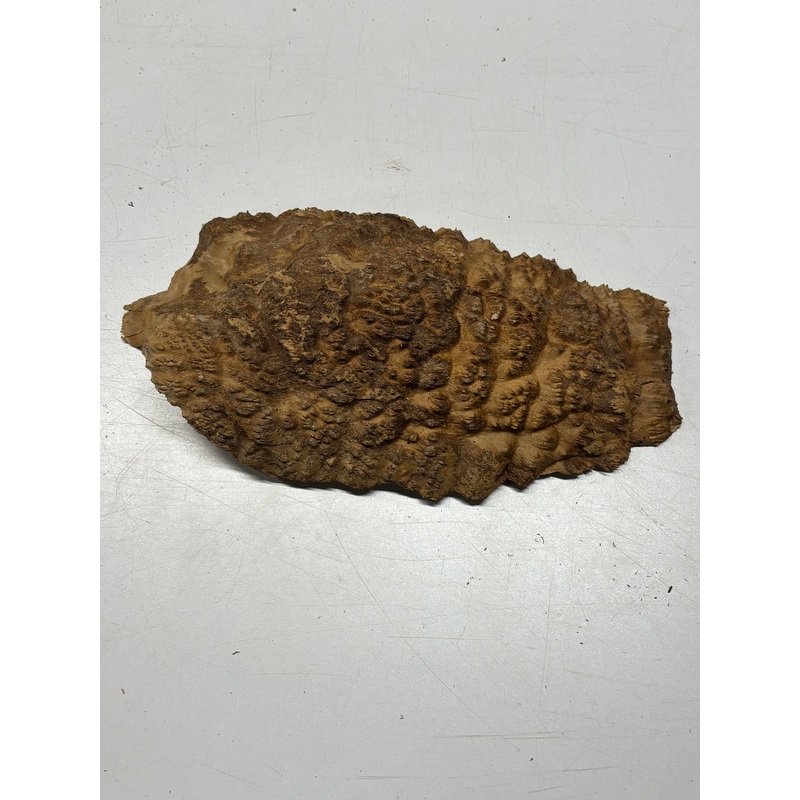 Brown Mallee Burl Cap 13" x 7" x 2" 3.8 Lbs #6395