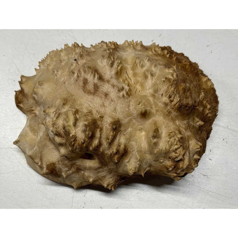 Brown Mallee Burl Cap 6.5" x 4.5" x 2" 1.6 Lbs #6070