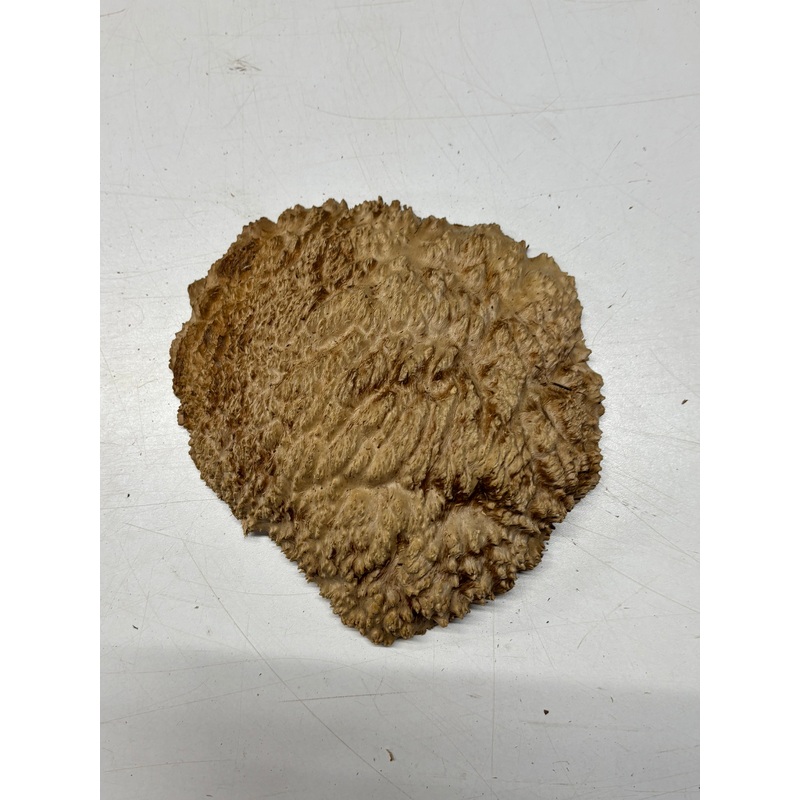 Brown Mallee Burl Cap 8" x 7" x 2" 1.9 Lbs #6145