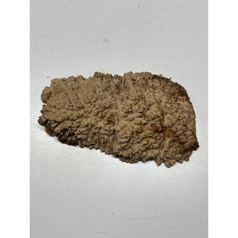 Brown Mallee Burl Cap 12" x 6" x 2.5" 3.5 Lbs #6363