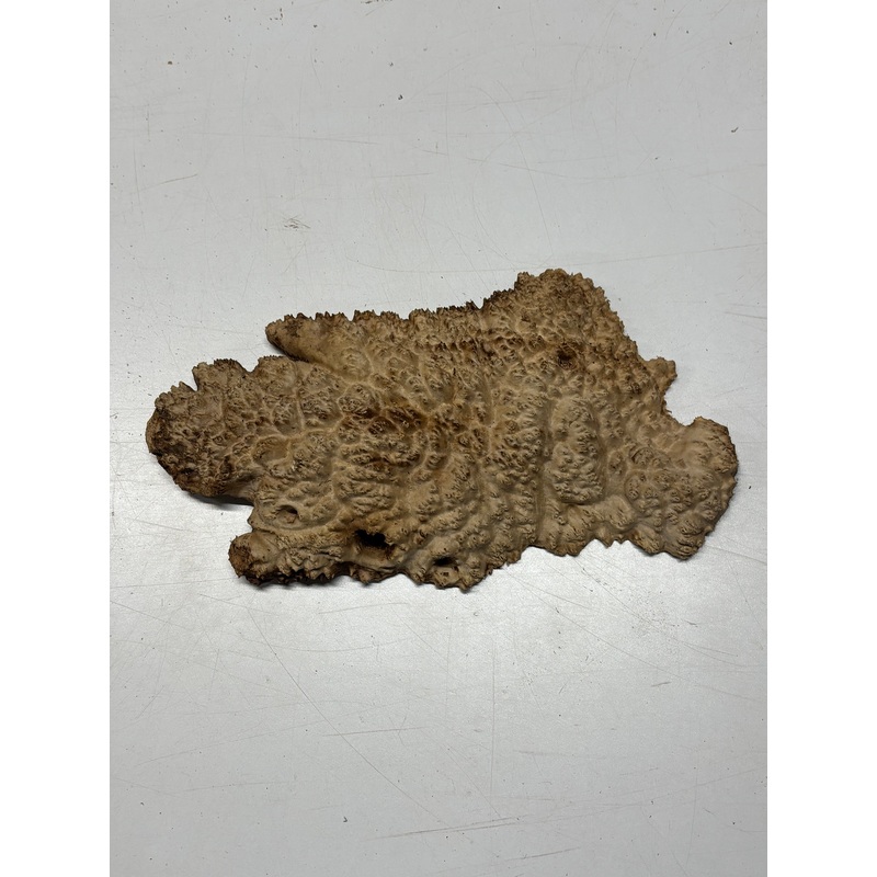 Brown Mallee Burl Cap 10" x 5" x 1" 2.3 Lbs #6229
