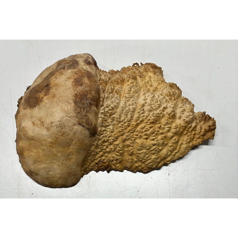 Brown Mallee Burl Cap 12" x 8" x 3" 10 Lbs | #5034