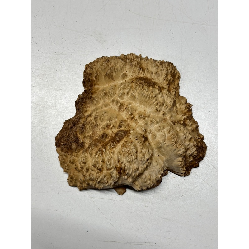Brown Mallee Burl Cap 7.5" x 7.5" x 1.5" 1.4 Lbs #6396