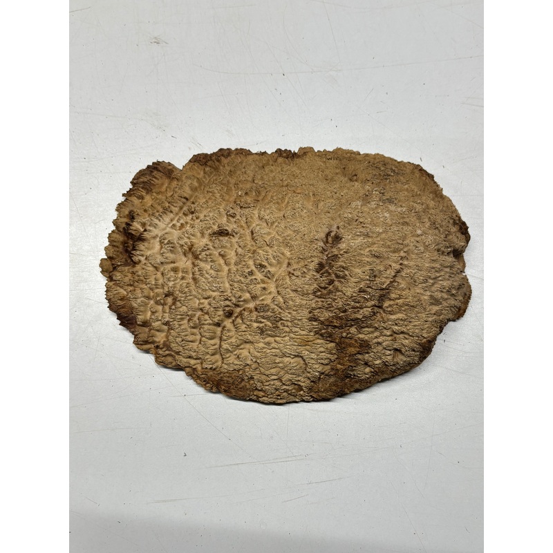 Brown Mallee Burl Cap 11" x 6.5" x 1.5" 3.3 Lbs #6261
