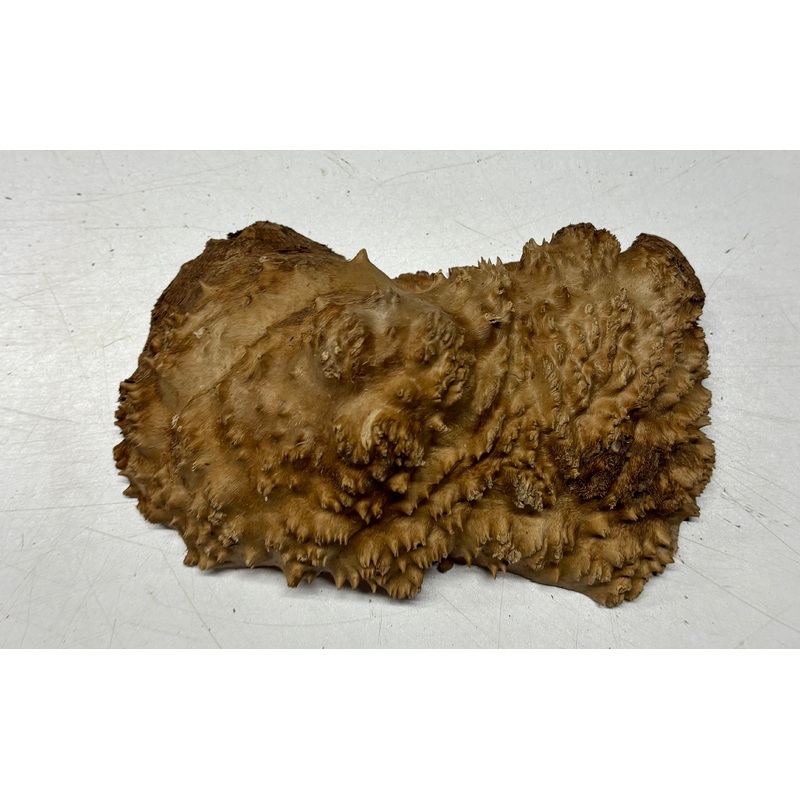Brown Mallee Burl Cap 7" x 4" x 1.5" 1.8 Lbs #6158