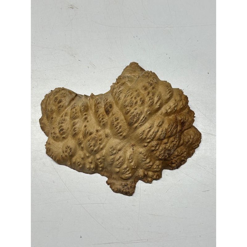 Brown Mallee Burl Cap 9" x 7" x 2" 2 Lbs #6133